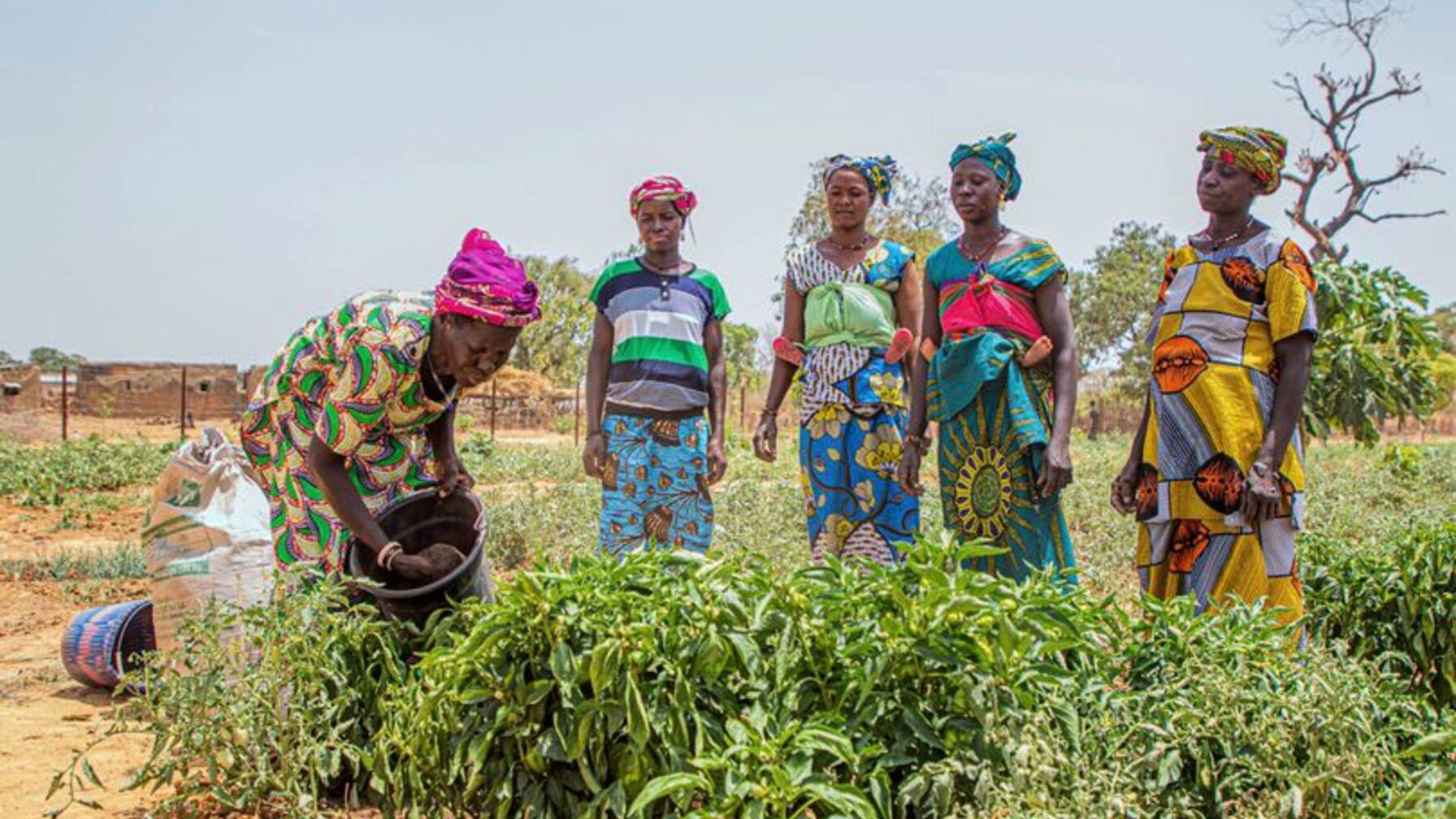 Die Frauen in der Region Wegnia haben eine Kooperative gegründet. Gemeinsam besuchen sie Schulungen zum Einsatz biologischer Dünger im Gemüseanbau.