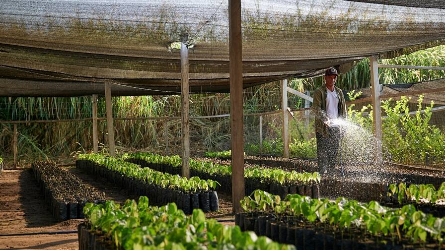 CIPCA, partner di progetto di Caritas, gestisce un’azienda agricola di piantine a Cobija, Bolivia. Le piante vengono messe a disposizione delle famiglie.