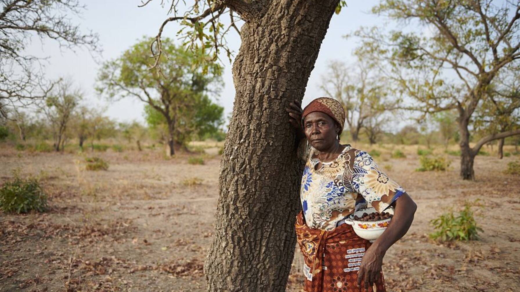 Les femmes récoltent les noix des arbres à karité qui poussent partout dans la région