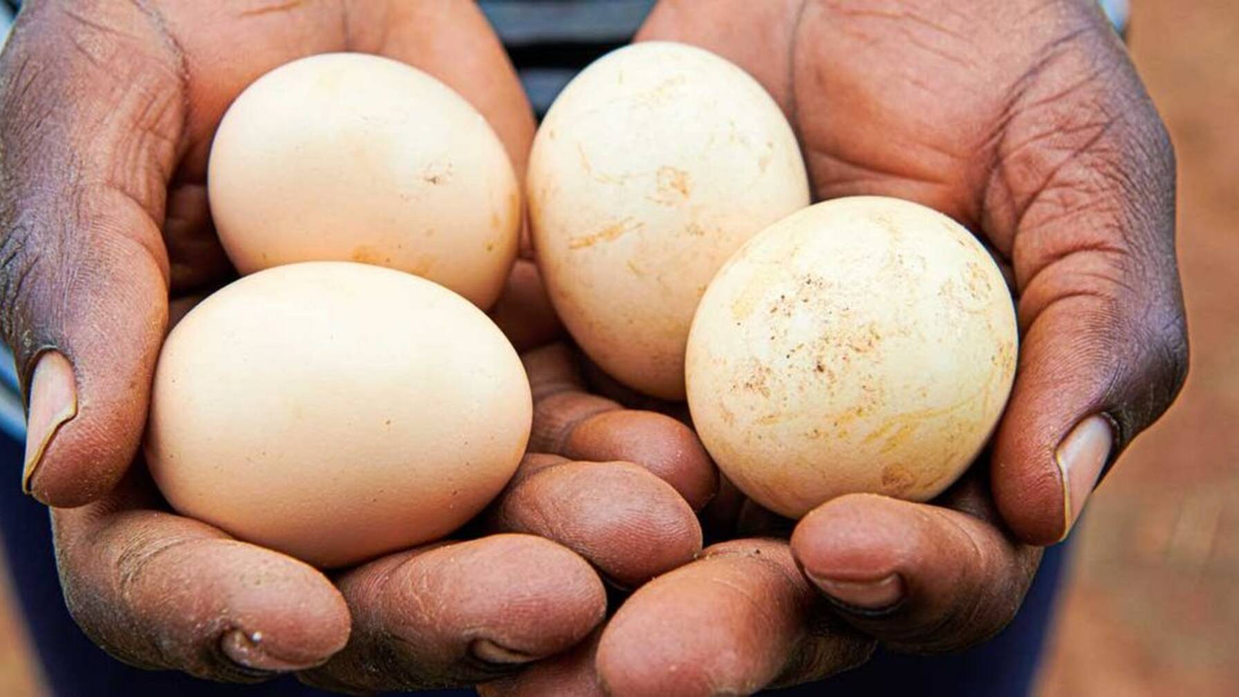 Le uova prodotte in fattoria completano l’alimentazione. Sono ancora troppo poche per la vendita.