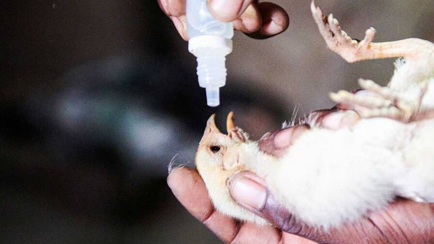 Ogni tre mesi somministra il vaccino ai polli di tutto il villaggio.