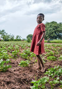 Reddito e sicurezza alimentare grazie alla moringa. Il progetto della Caritas prevede la realizzazione di piantagioni di alberi di moringa sul terreno delle scuole, dei centri sanitari e delle carceri. Uganda, giugno 2019.