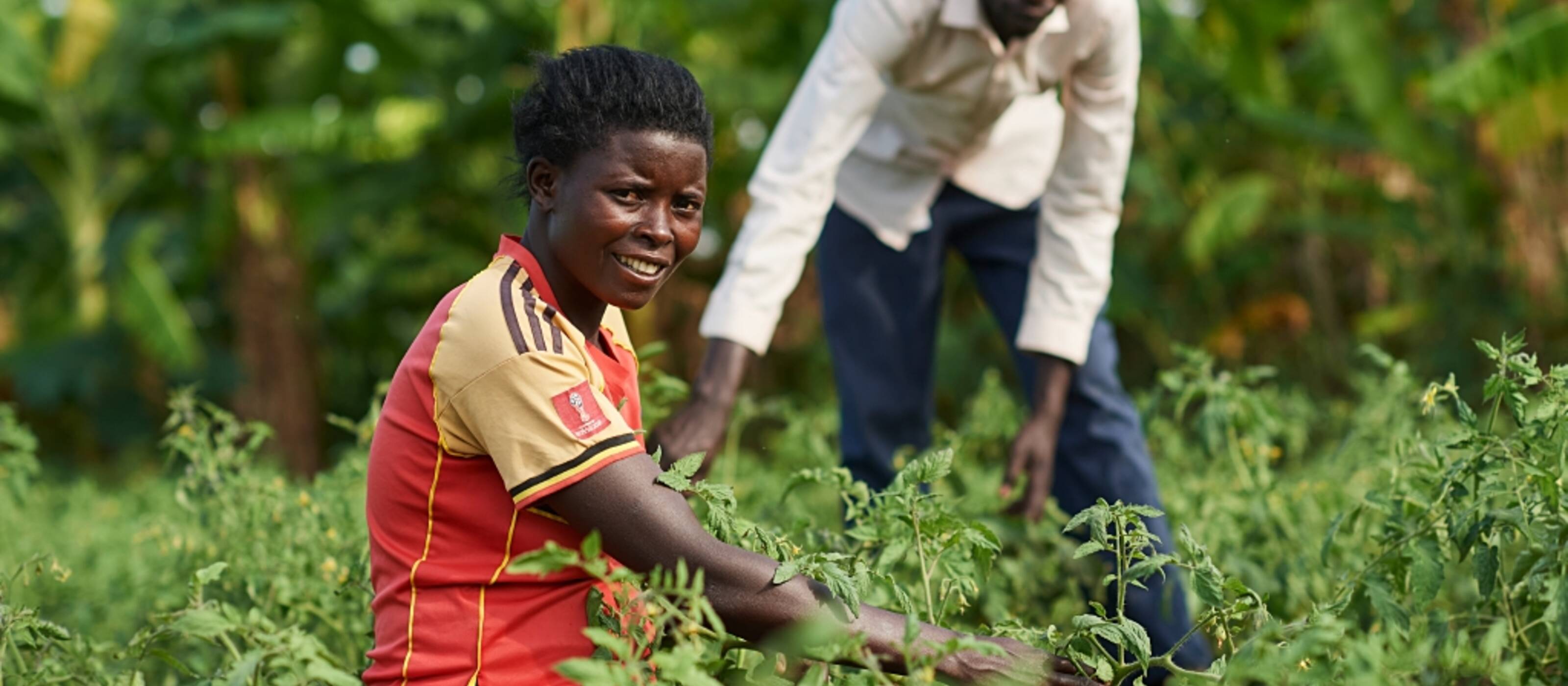 Zwei Personen knien inmitten ihres Tomatenfeldes im Nordwesten Uganda. Die vordere Person blickt in die Kamera und zeigt ihre Tomaten.