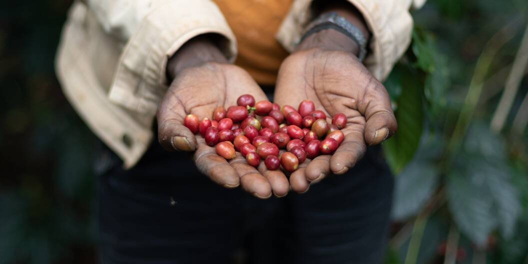 Kaffee-Anbau in Äthiopien